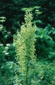 Mountain Wormwood