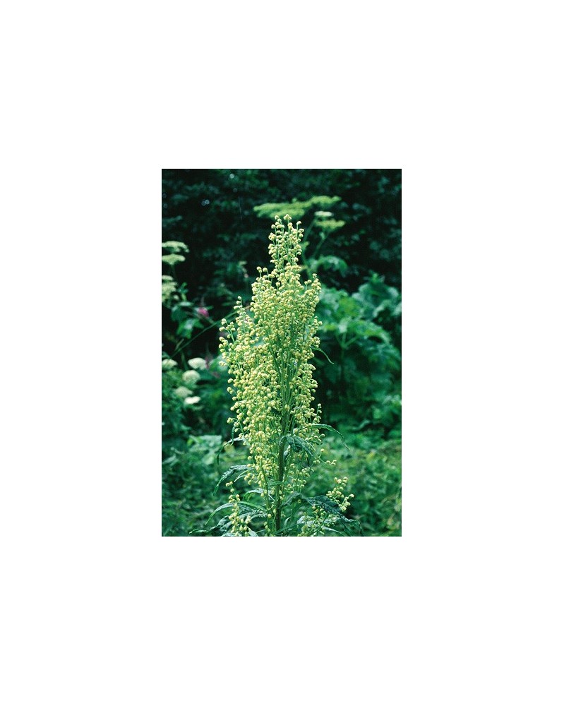 Mountain Wormwood