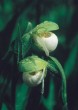 Northern Lady's Slipper