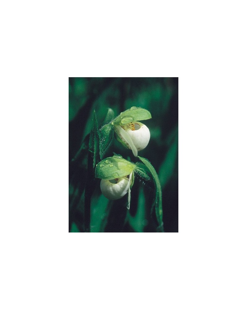 Northern Lady's Slipper