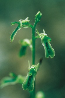 Northern Twayblade