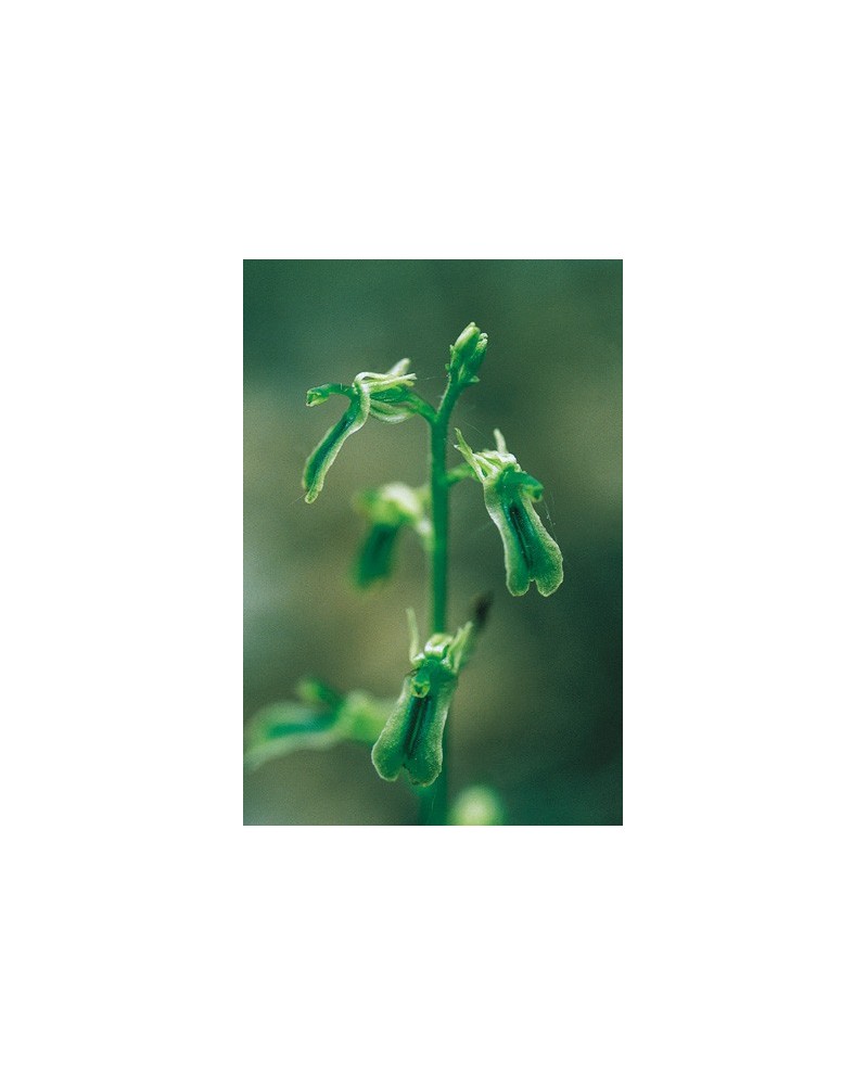 Northern Twayblade