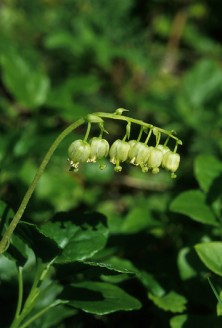 One-sided Wintergreen