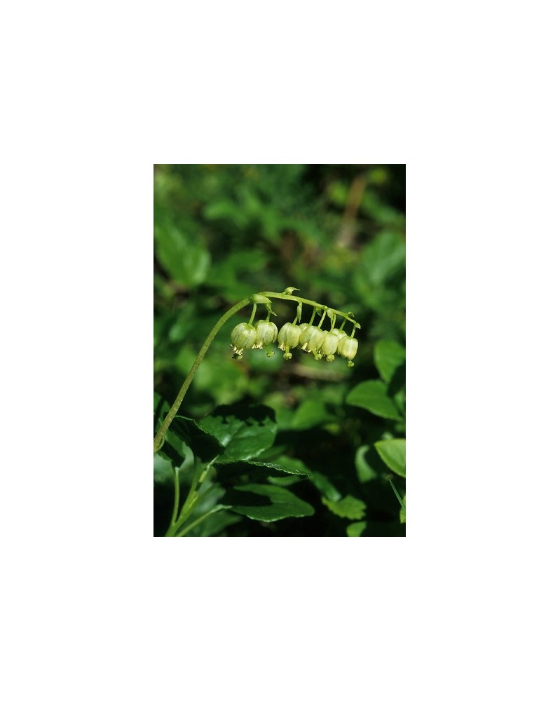 One-Sided Wintergreen