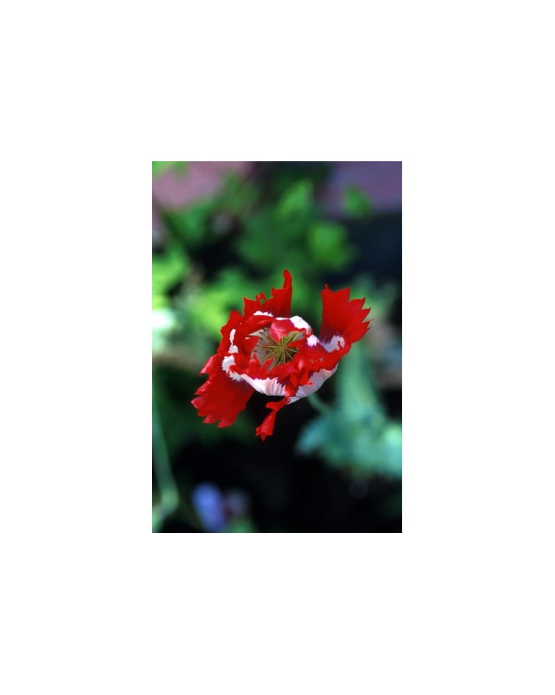 Opium Poppy