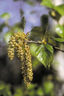 Paper Birch