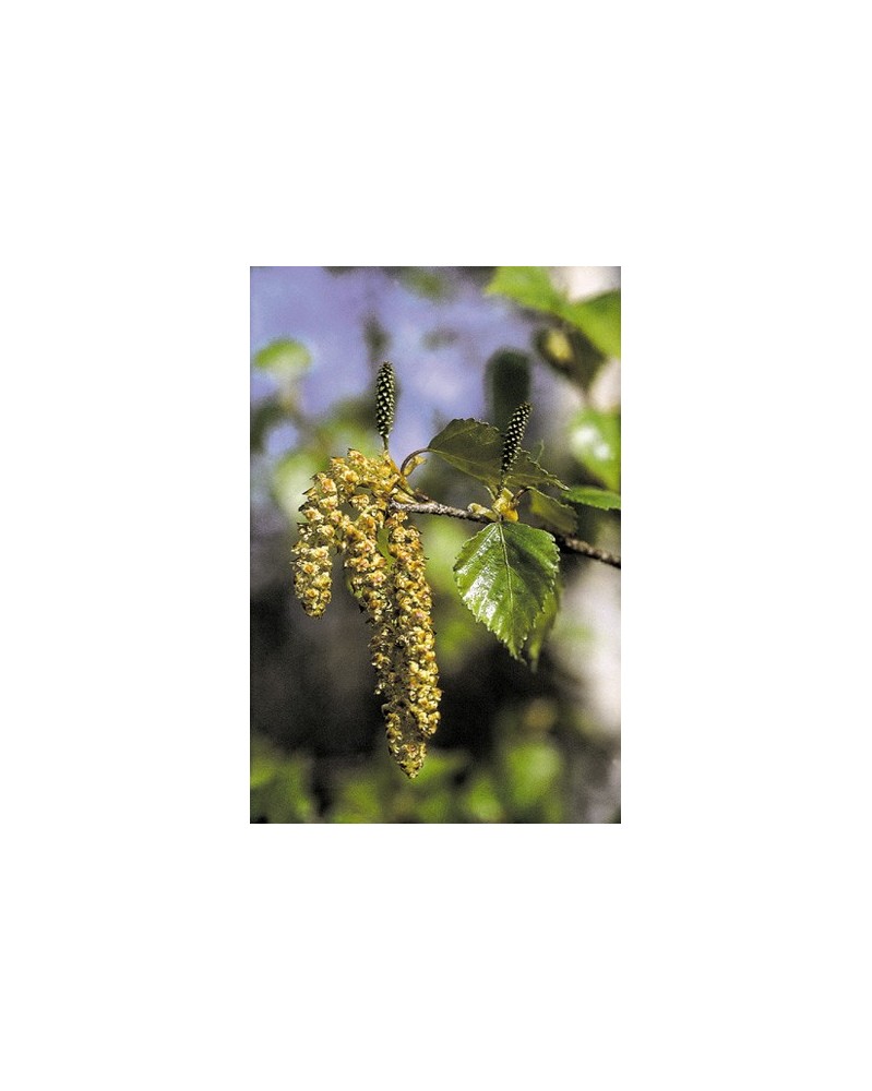 Paper Birch
