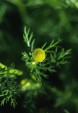 Pineapple Weed