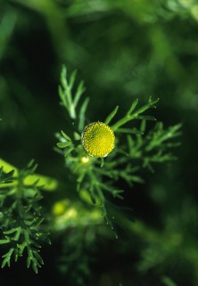 Pineapple Weed
