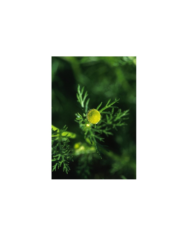 Pineapple Weed