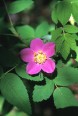 Prickly Wild Rose
