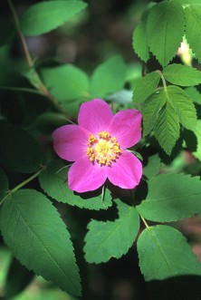 Prickly Wild Rose