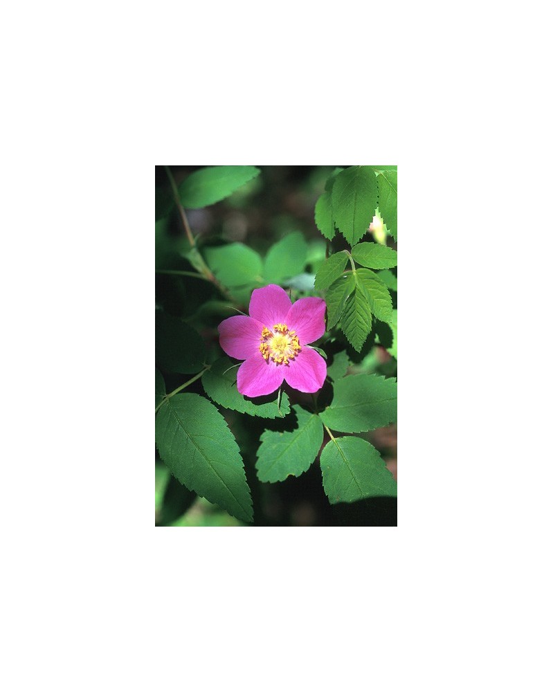Prickly Wild Rose