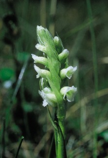 Lady's Slipper