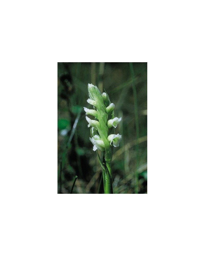 Lady's Slipper