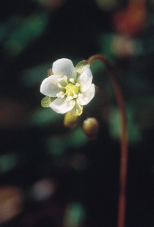 Round-leaved Sundew