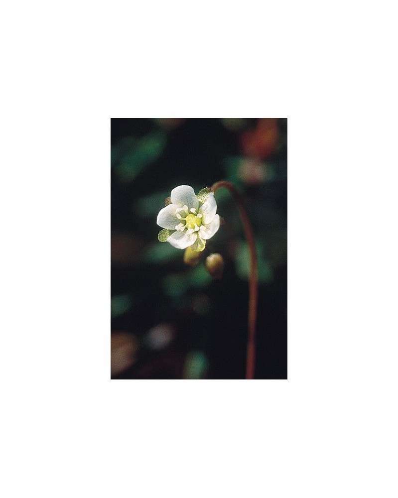 Round-leaved Sundew