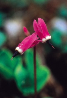 Shooting Star