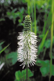 Sitka Burnet