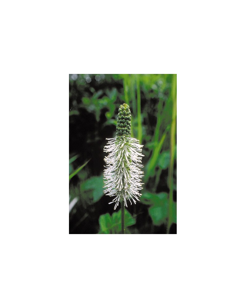 Sitka Burnet