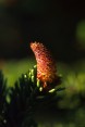 Sitka Spruce Pollen