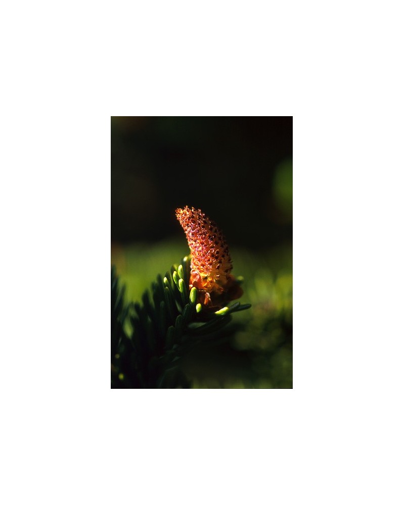Sitka Spruce Pollen