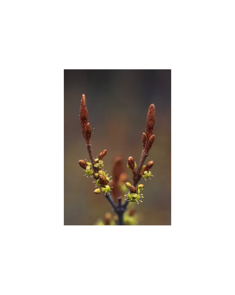Soapberry