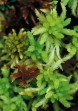 Sphagnum Moss