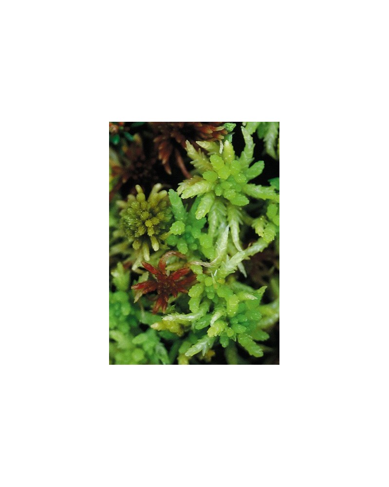 Sphagnum Moss