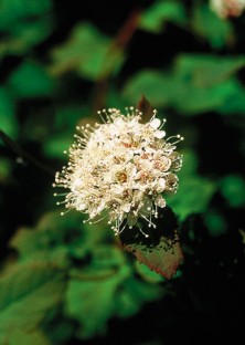 Spiraea