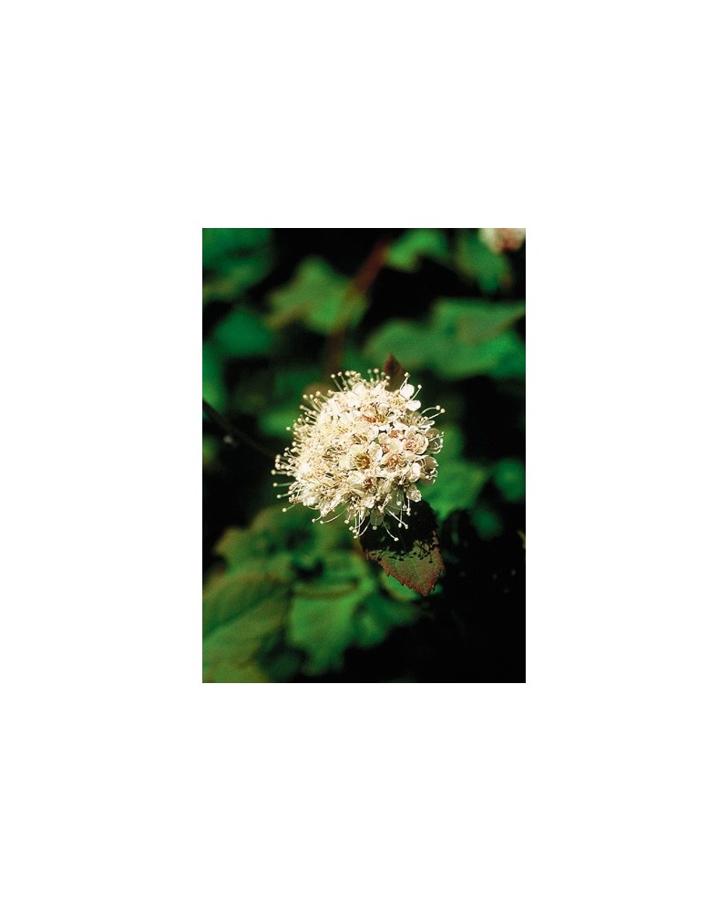 Spiraea