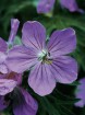 Sticky Geranium