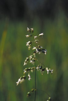 Sweetgrass