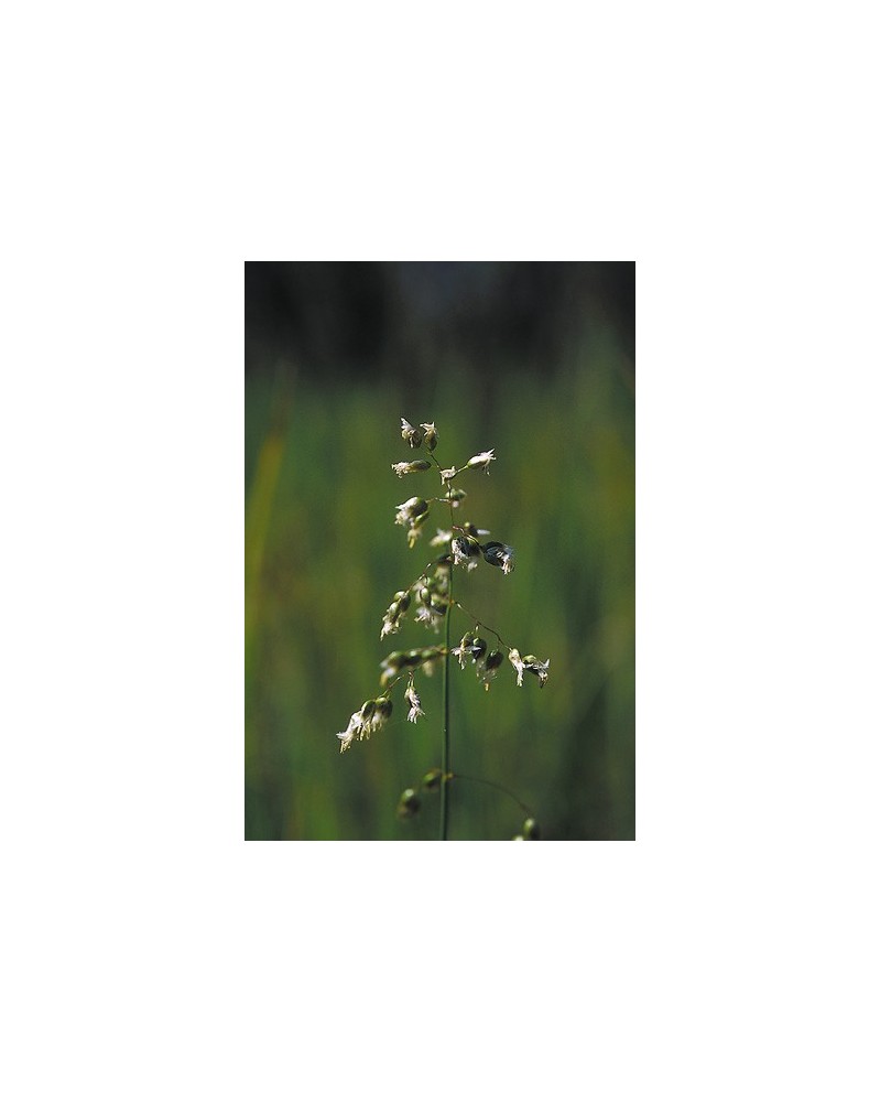 Sweetgrass