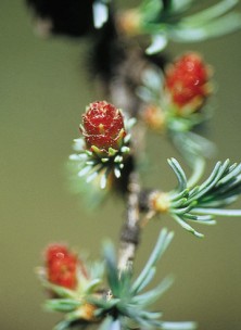 Tamarack