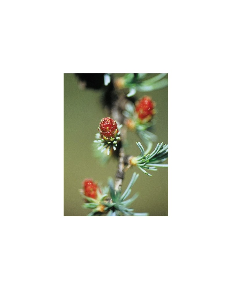 Tamarack