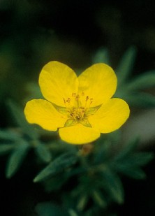 Tundra Rose