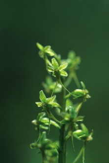 Tundra Twayblade