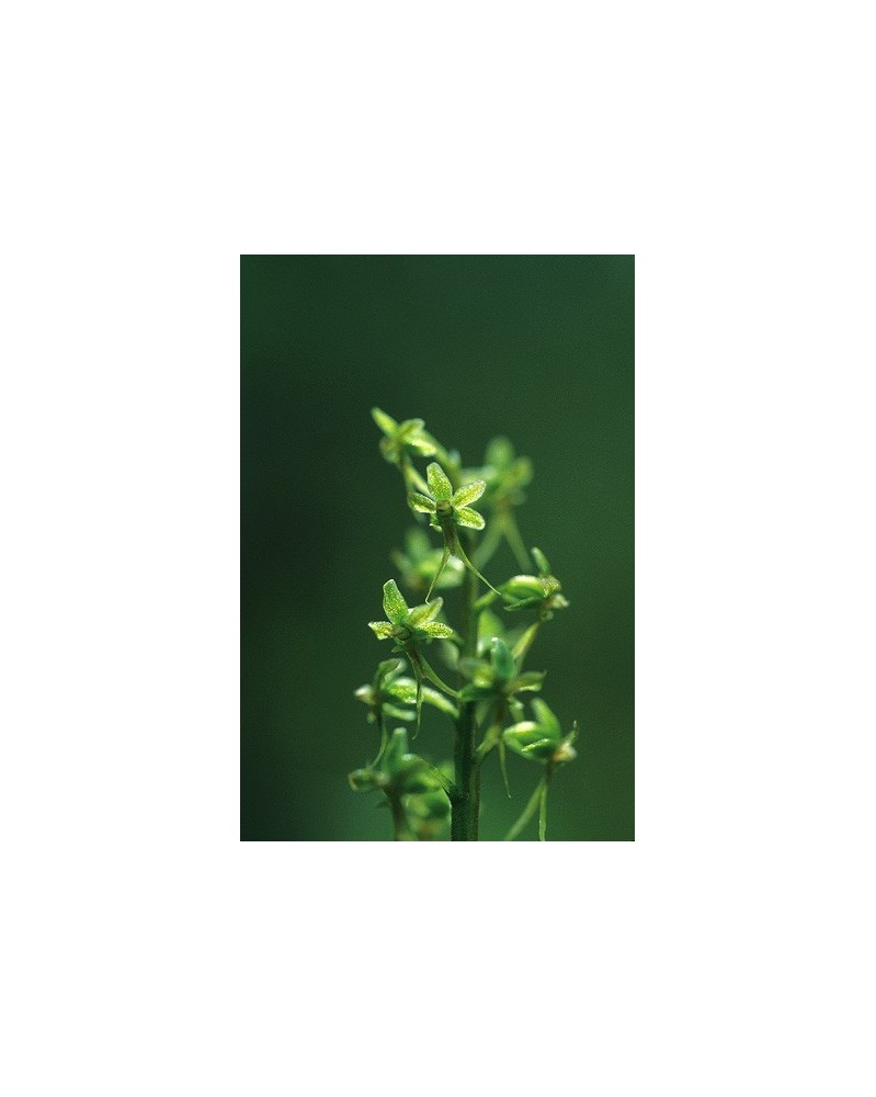 Tundra Twayblade