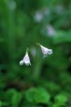 Twinflower