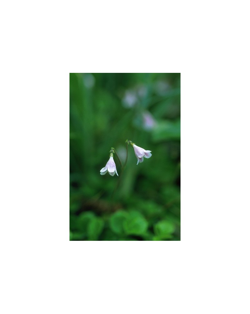 Twinflower