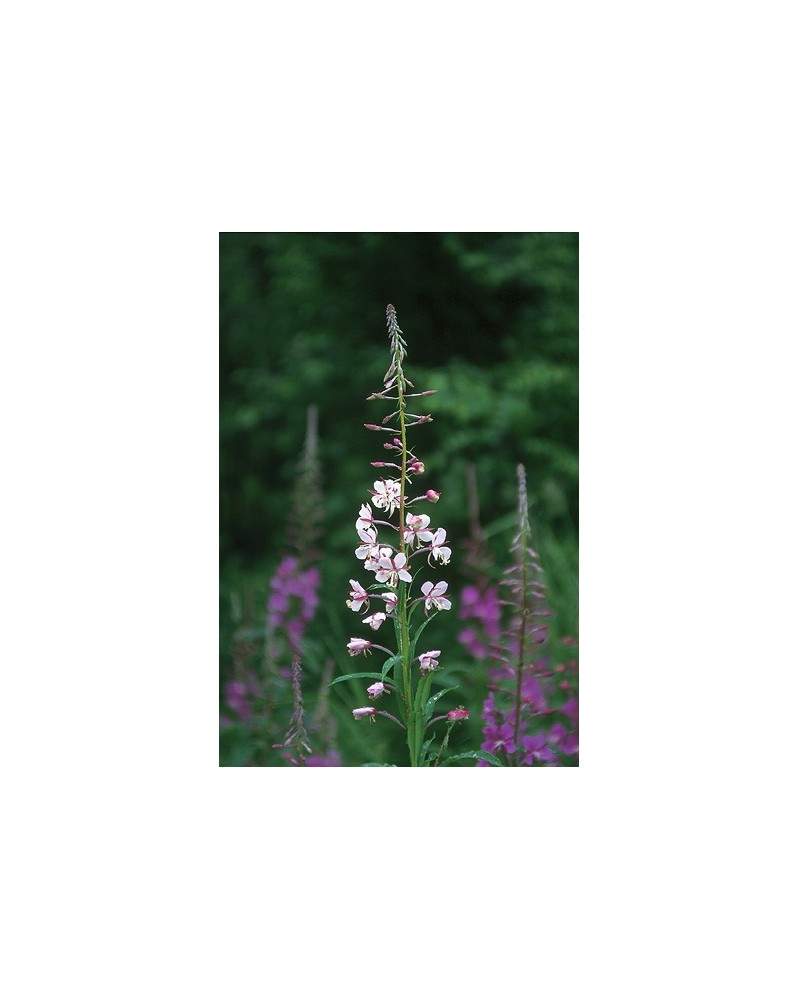 White Fireweed