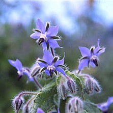 Borage