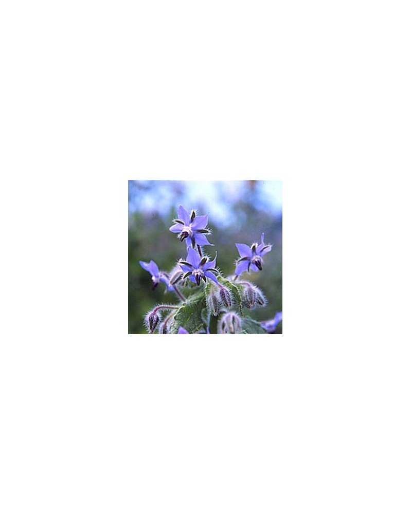 Borage