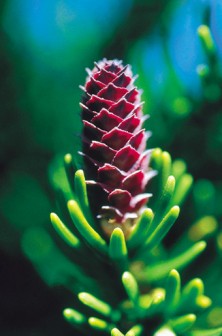 White Spruce