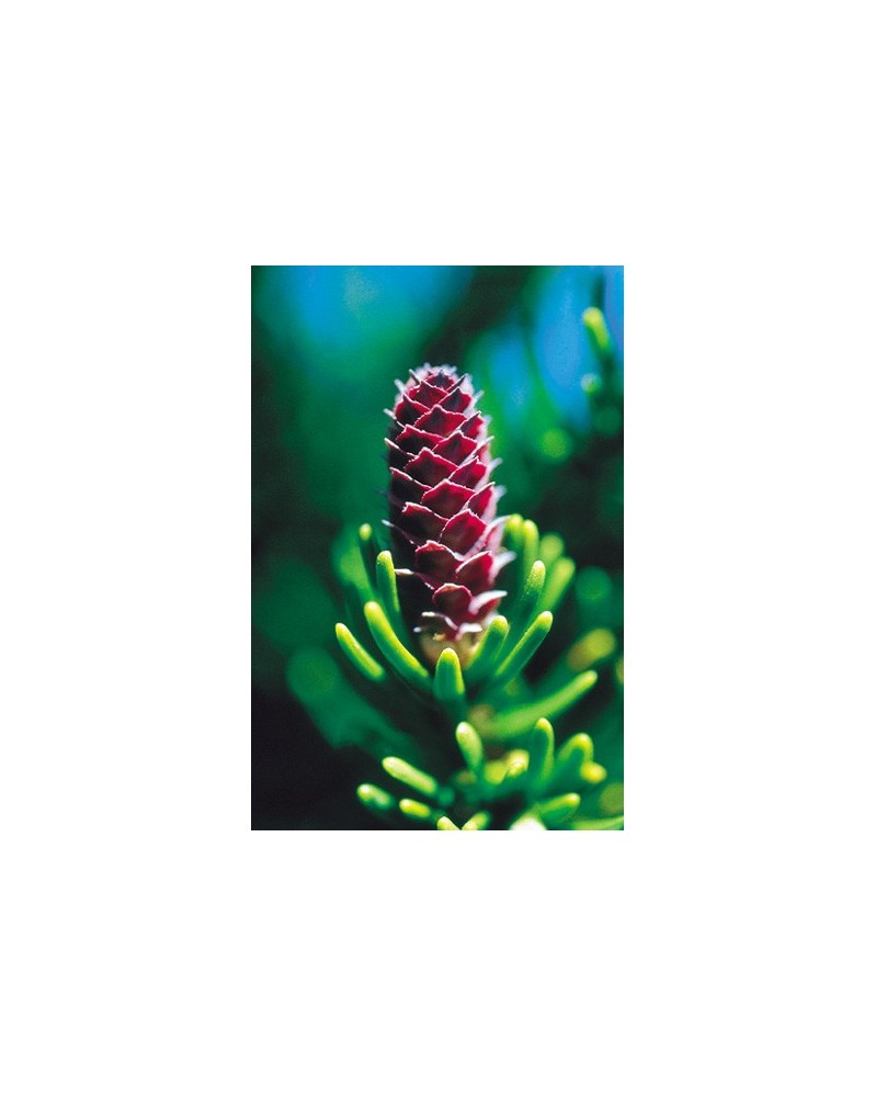 White Spruce