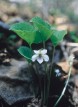 White Violet