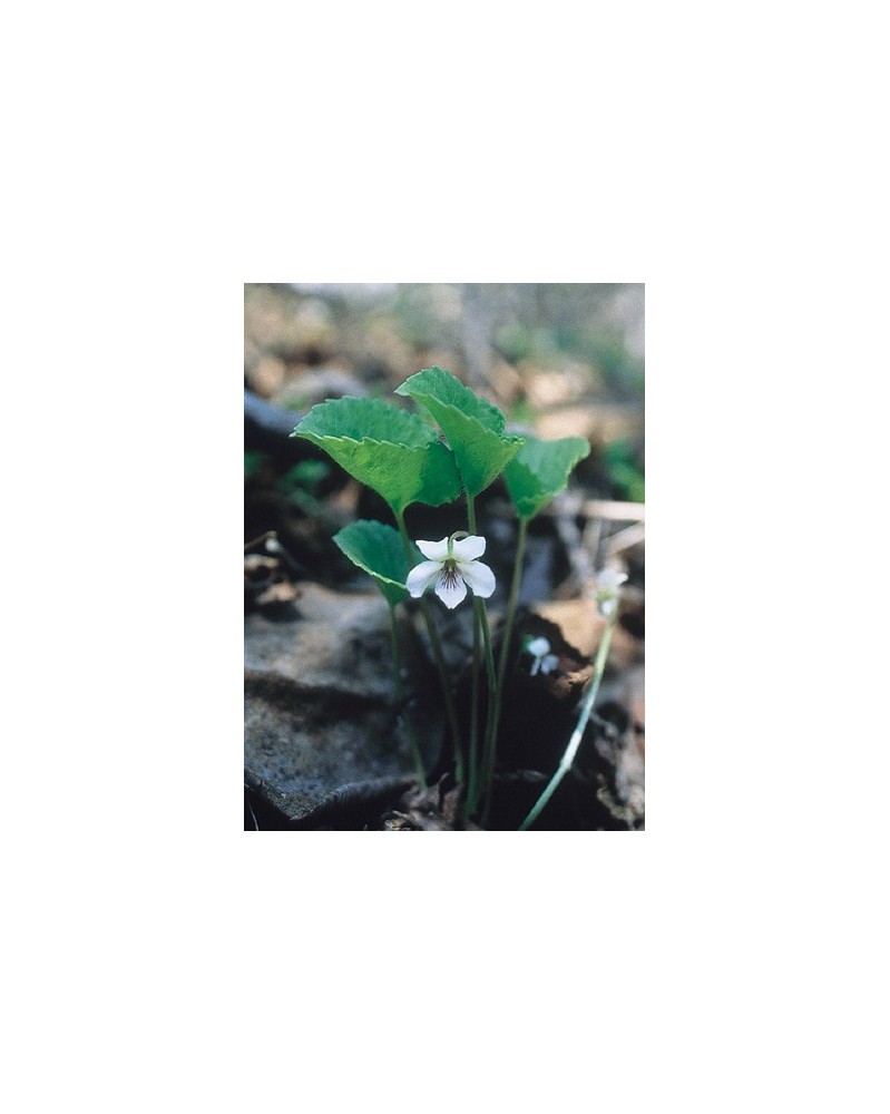 White Violet