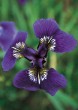 Wild Iris