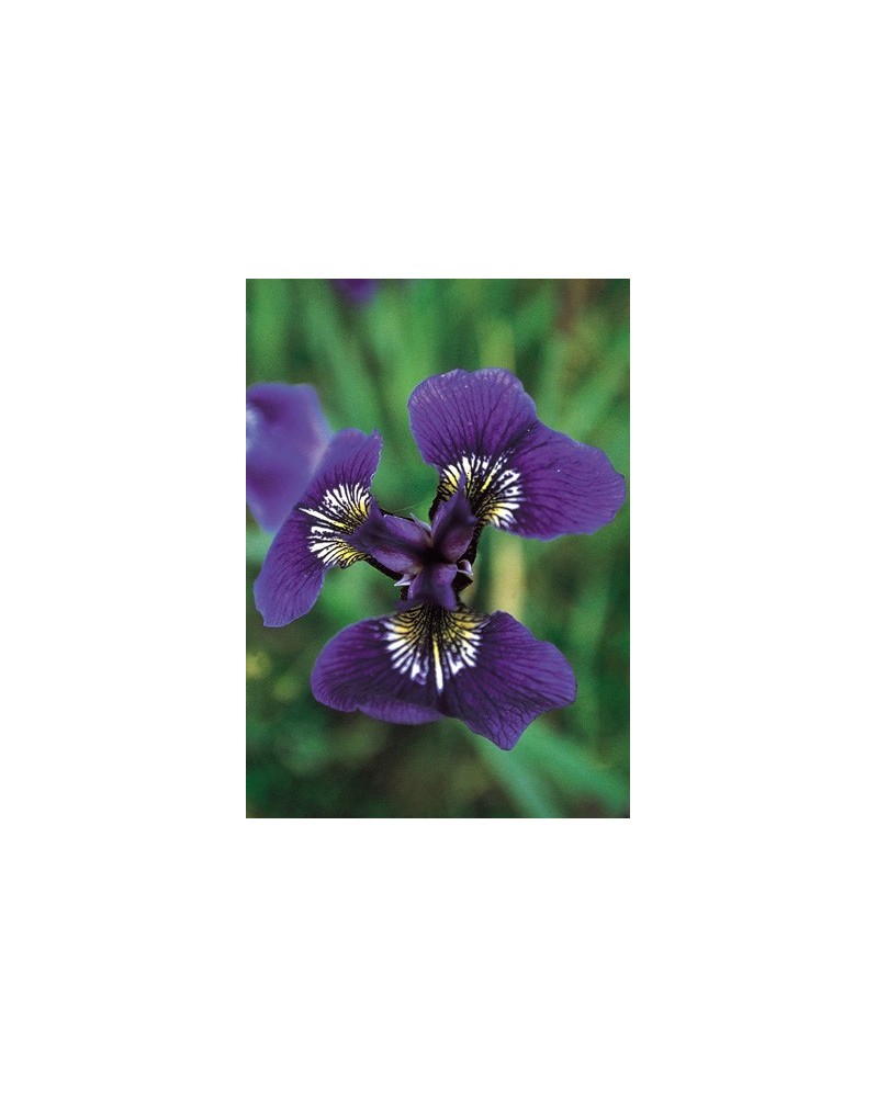 Wild Iris
